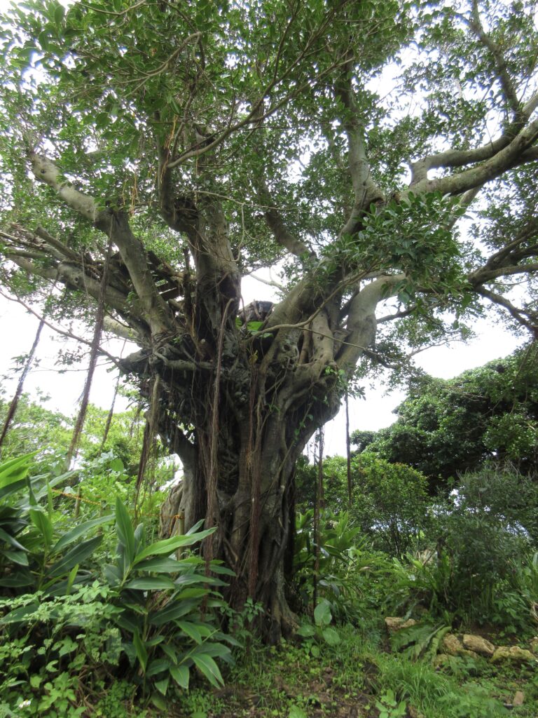 木の上の軍隊ロケ地（ミースィ公園ガジュマル）