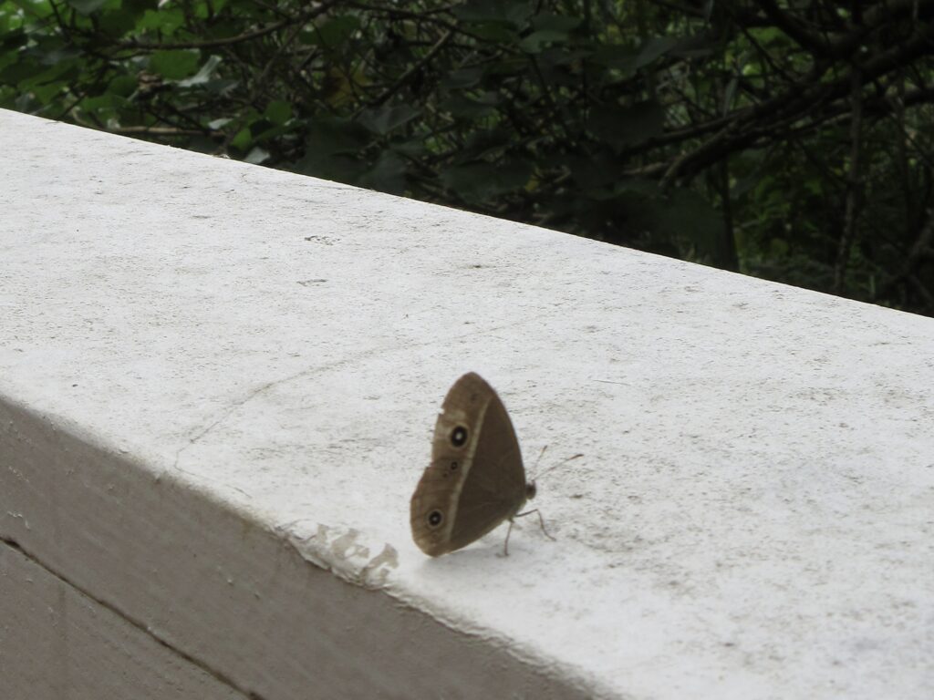 リュウキュウヒメジャノメ
