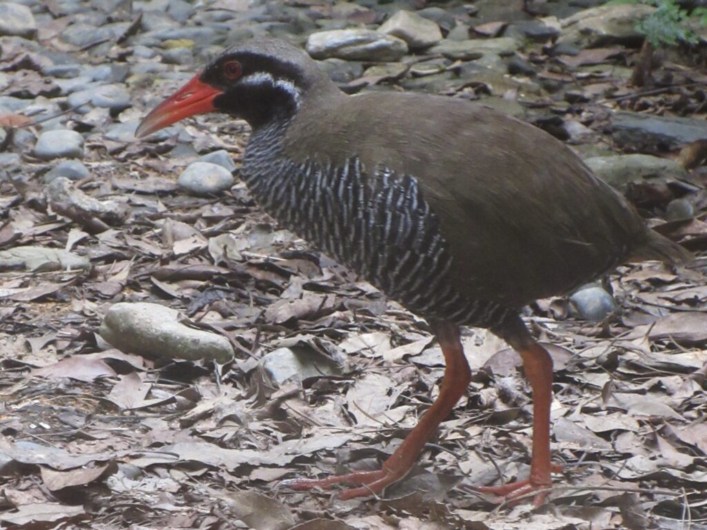ヤンバルクイナ